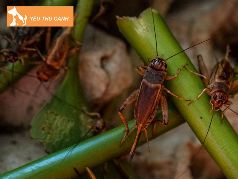 tron-bo-ky-thuat-nuoi-de-hieu-qua-1-thucanh