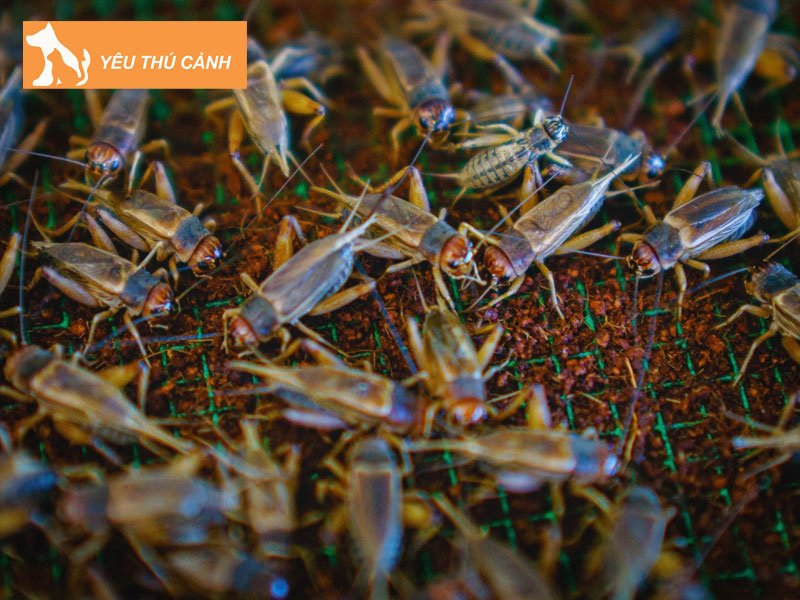 tron-bo-ky-thuat-nuoi-de-hieu-qua-2-thucanh