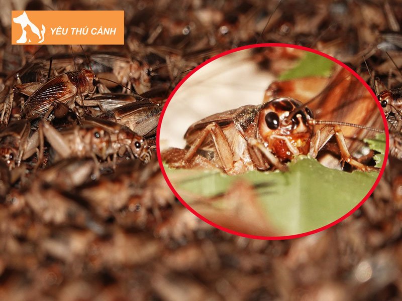 tron-bo-ky-thuat-nuoi-de-hieu-qua-thucanh