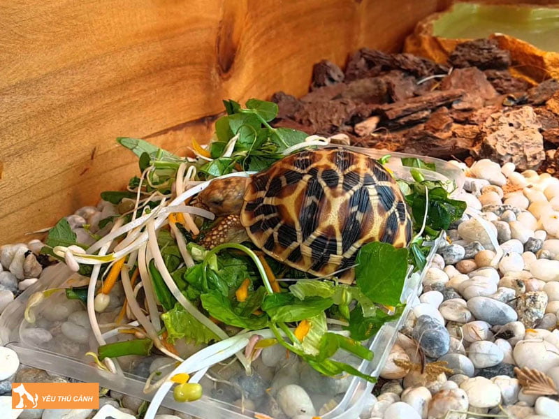 tuoi-nao-phu-hop-de-nuoi-duoc-rua-thucanh