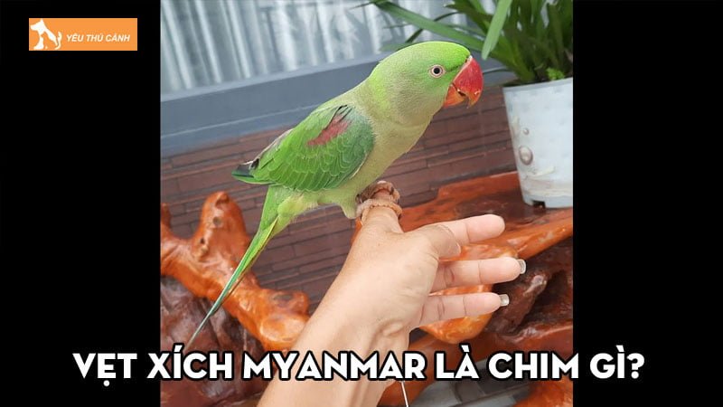 Vẹt Xích Myanmar là chim gì? Các thông tin cần biết khi nuôi Vẹt Xích Myanmar là chim gì? Các thông tin cần biết khi nuôi
