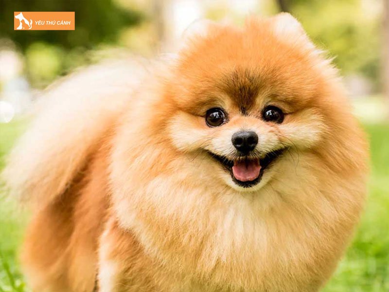 vi-sao-cho-phoc-soc-nen-duoc-dat-ten-thucanh