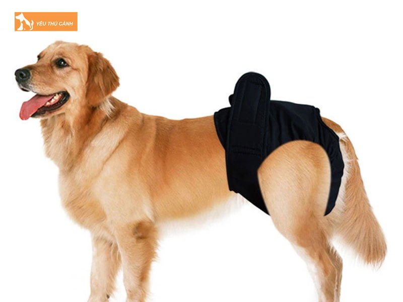 vi-sao-nen-ap-dung-bien-phap-tranh-thai-cho-cho-thucanh