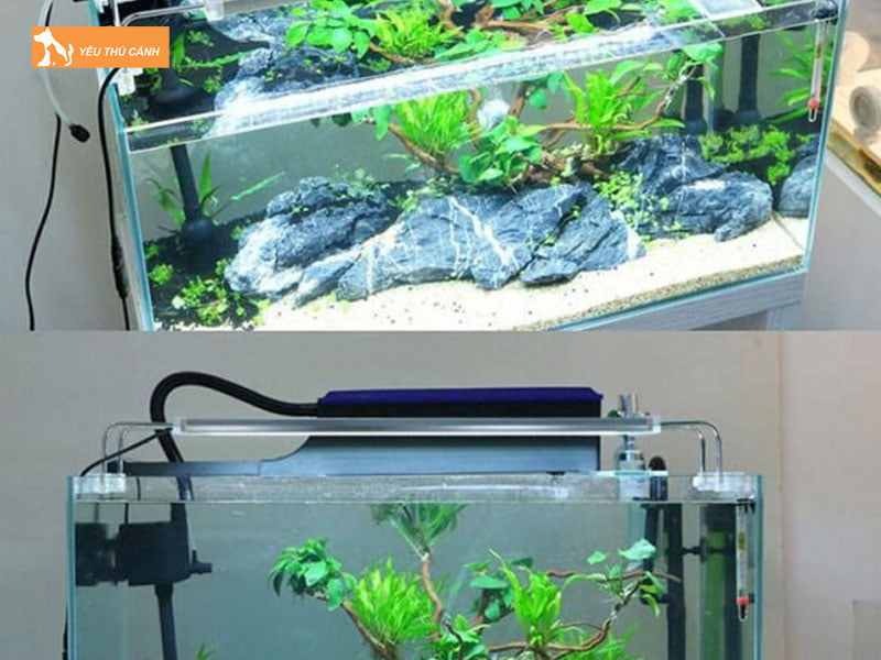 Vi-sao-nen-lam-bo-loc-nuoc-cho-be-ca-thucanh