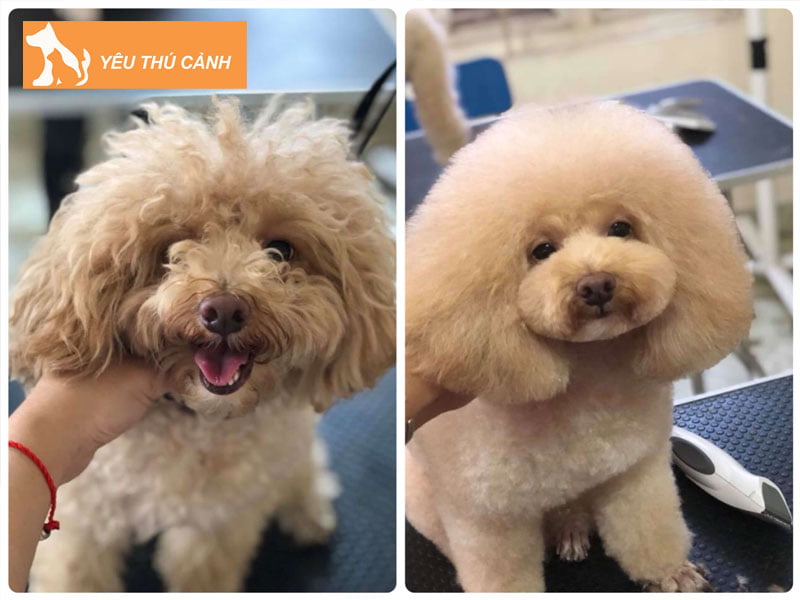 vi-sao-nen-tia-long-cho-cho-poodle-thucanh