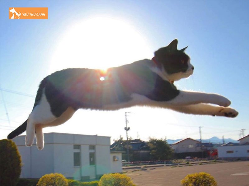 vi-sao-nhung-con-meo-thich-o-tren-cao-thucanh