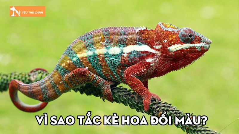 Vì sao tắc kè hoa đổi màu và tìm hiểu cách nuôi dưỡng chúng
