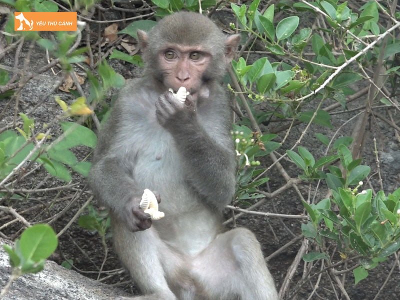 viec-buon-ban-khi-co-vi-pham-phap-luat-khong-thucanh