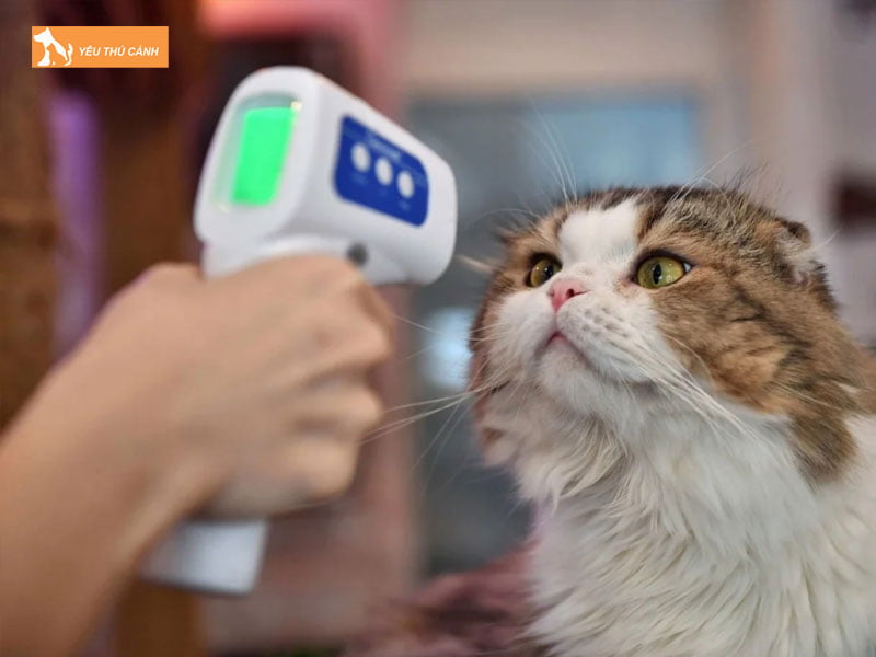 viem-vu-lam-xuat-hien-khoi-u-tren-bung-duoi-da-o-meo-thucanh