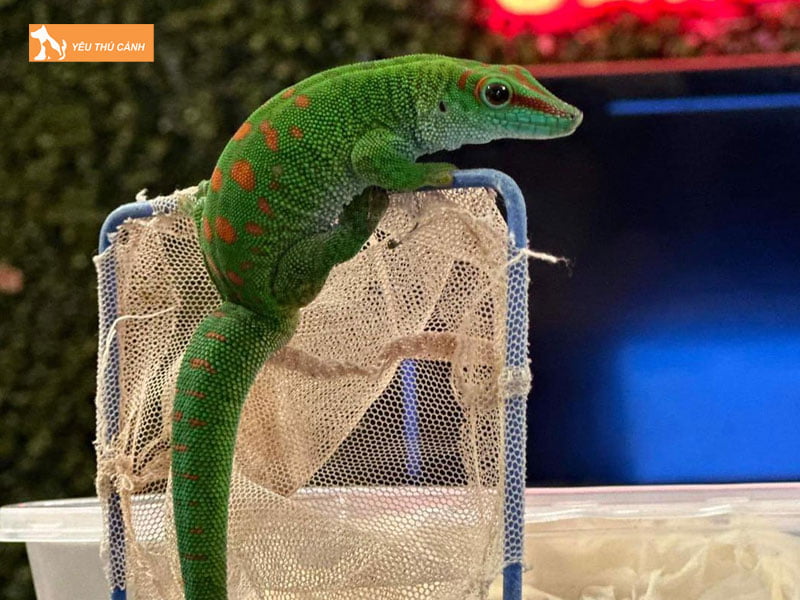 viet-pet-garden-noi-ban-tac-ke-hoa-o-tphcm-chat-luong-gia-tot-thucanh