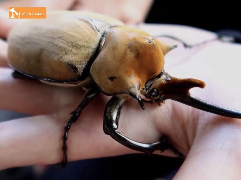 vong-doi-sinh-truong-cua-bo-canh-cung-thucanh