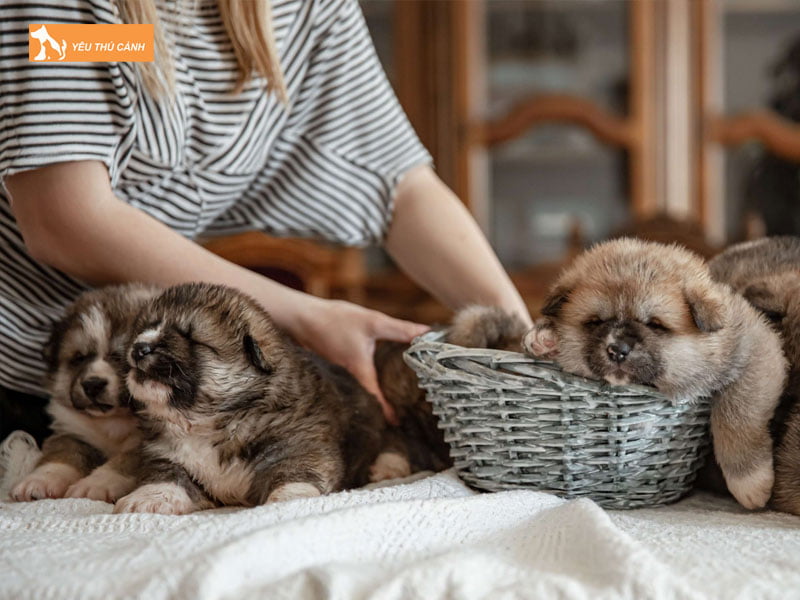 y-nghia-cua-nhung-cau-noi-hay-ve-thu-cung-thucanh