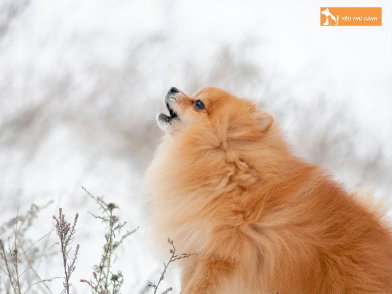 y-nghia-cua-tieng-cho-sua-1-thucanh