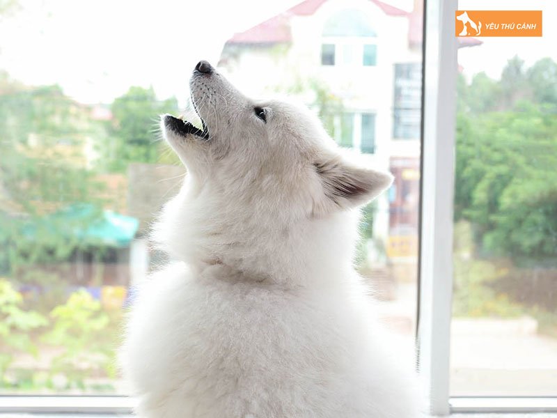 y-nghia-cua-tieng-cho-sua-2-thucanh