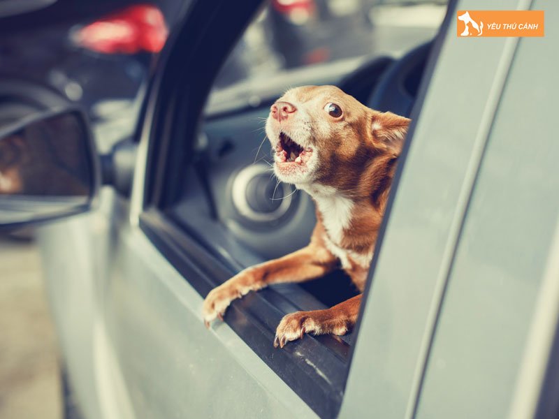 y-nghia-cua-tieng-cho-sua-thucanh