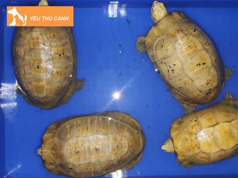 y-nghia-phong-thuy-cua-rua-nui-vang-thucanh