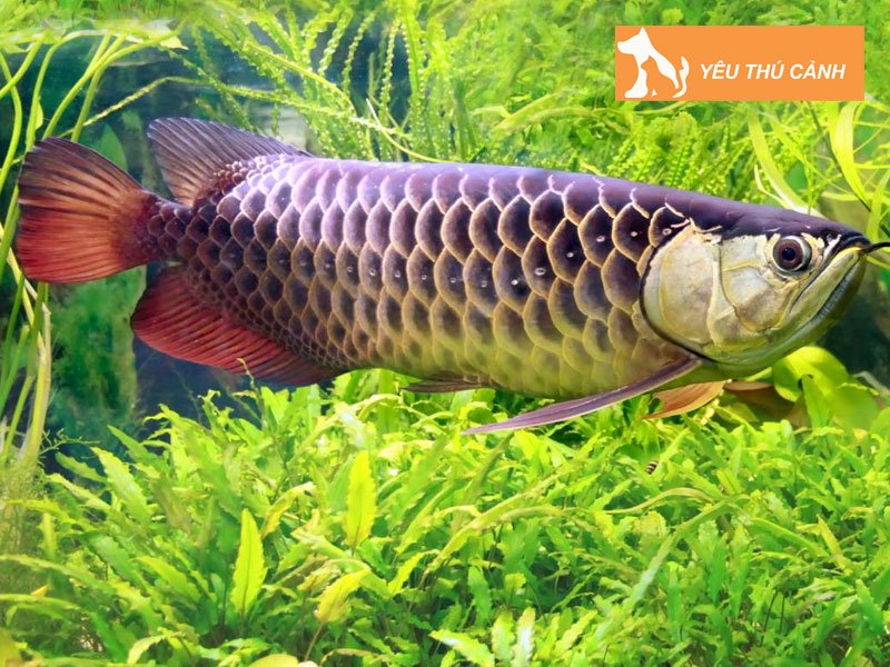 y-nghia-tu-vi-va-phong-thuy-cua-ca-kim-long-thucanh