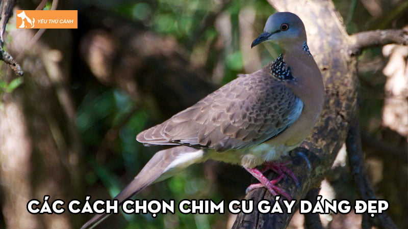Bật mí các cách chọn chim cu gáy dáng đẹp, gáy chuẩn nhất Bật mí các cách chọn chim cu gáy dáng đẹp, gáy chuẩn nhất