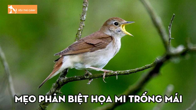 Bật mí các mẹo phân biệt họa mi trống mái hiệu quả nhất Bật mí các mẹo phân biệt họa mi trống mái hiệu quả nhất