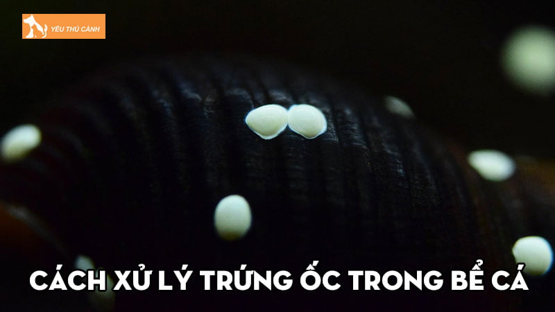 Bật mí cách xử lý trứng ốc trong bể cá hiệu quả