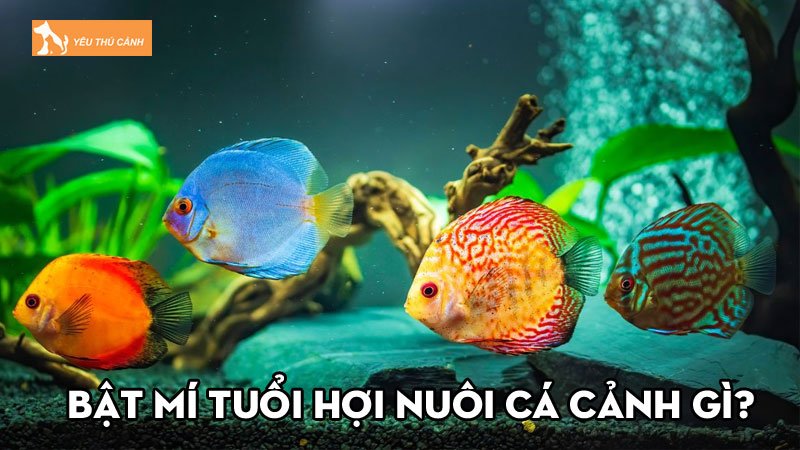 Bật mí tuổi Hợi nuôi cá cảnh gì để có được may mắn, tài lộc?