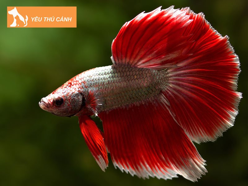 betta-guppy-can-tho-ca-canh-can-tho-gia-re-thucanh