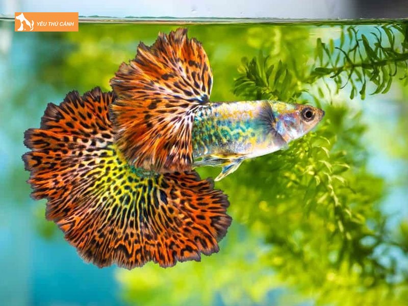 Ca-bay-mau-la-gi-thucanh