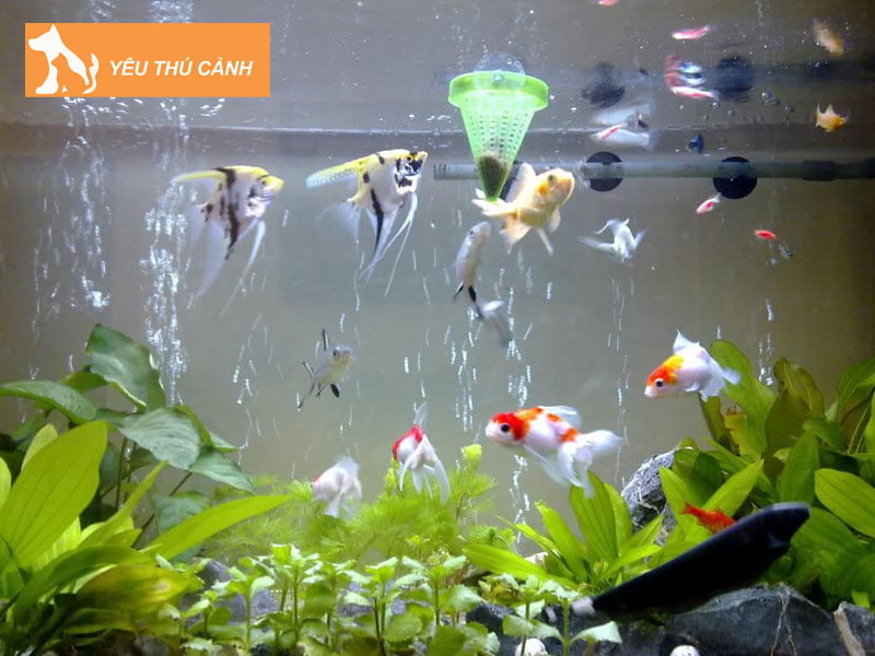 ca-canh-can-tho-huynh-hoai-thucanh