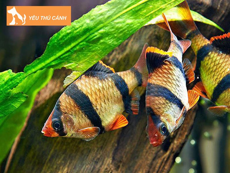 ca-canh-huy-thang-thucanh