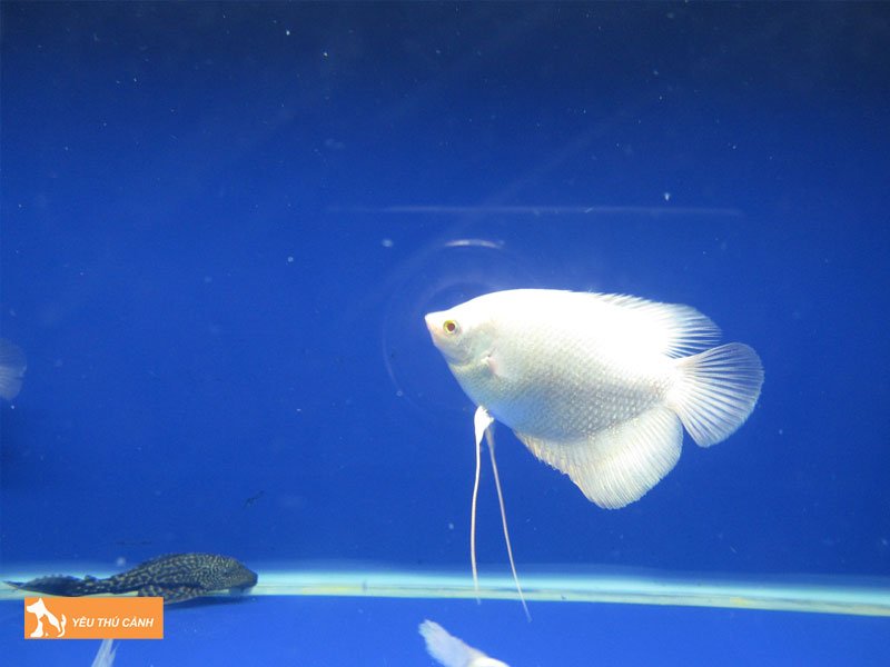 ca-canh-phu-hop-voi-nguoi-tuoi-quy-hoi-menh-thuy-la-gi-thucanh