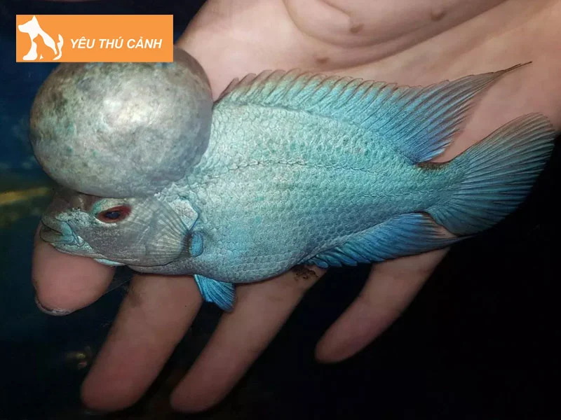 cac-loai-cac-giong-ca-la-han-dep-1-thucanh