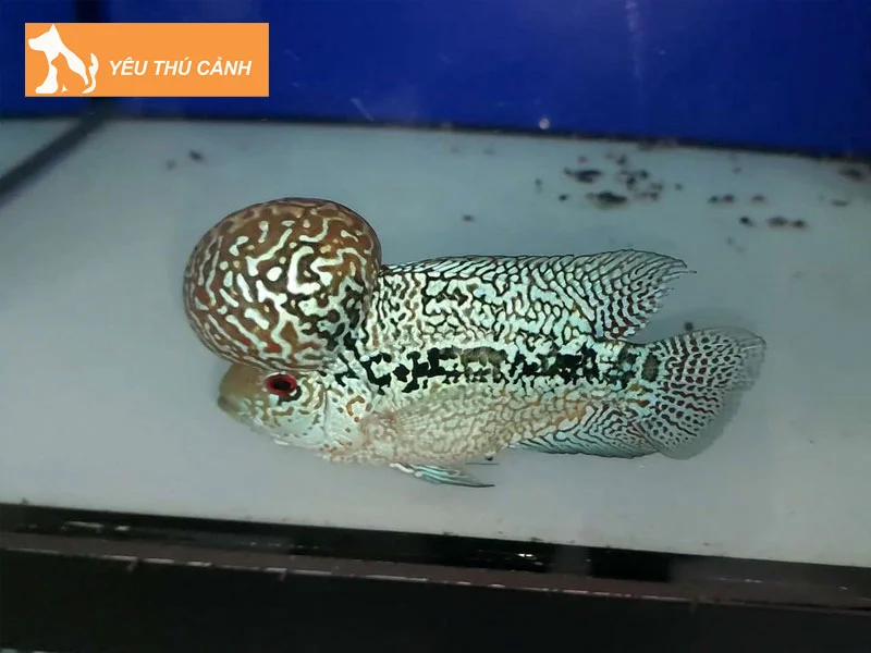 cac-loai-cac-giong-ca-la-han-dep-thucanh