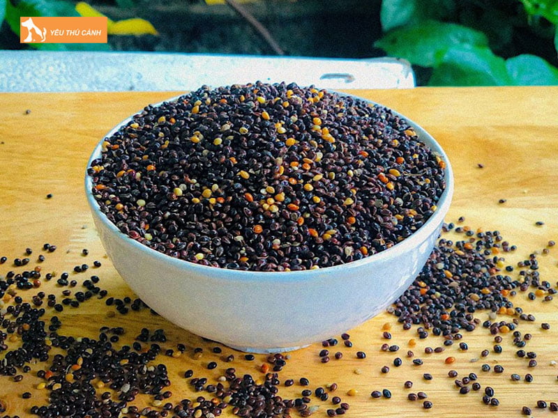 Cac-loai-hat-co-thai-pho-bien-hien-nay-thucanh