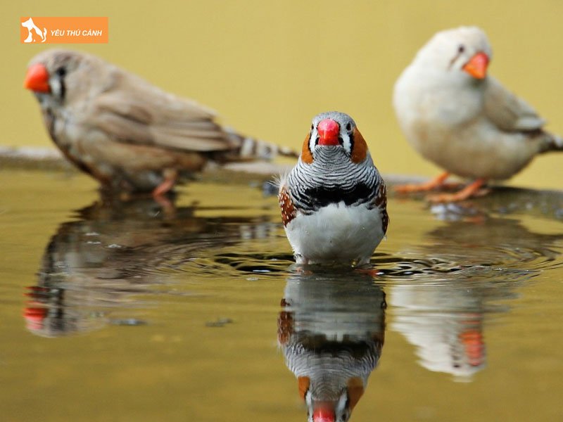 cach-cham-soc-de-giup-nang-cao-tuoi-tho-cho-chim-thucanh