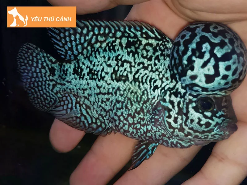 cach-nuoi-ca-la-han-khoe-manh-len-mau-dep-gu-to-1-thucanh