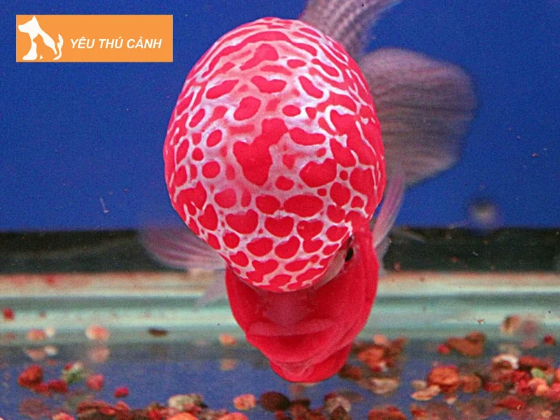 cach-nuoi-ca-la-han-khoe-manh-len-mau-dep-gu-to-thucanh