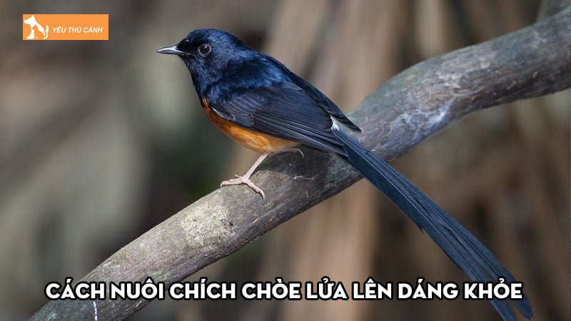 Cách nuôi chích chòe lửa lên dáng khỏe đẹp, căng lửa hót hay Cách nuôi chích chòe lửa lên dáng khỏe đẹp, căng lửa hót hay