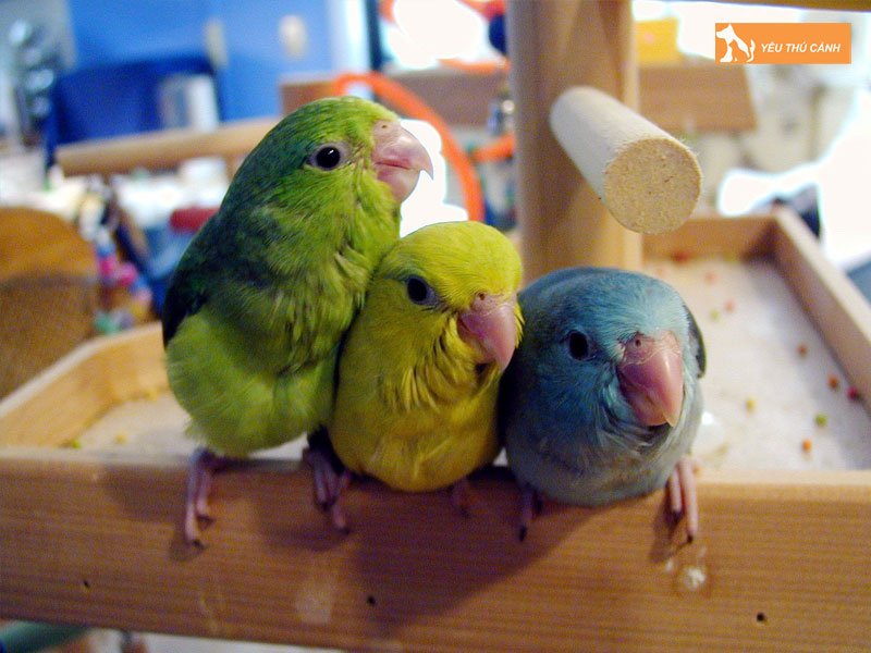cach-nuoi-vet-parrotlet-1-thucanh
