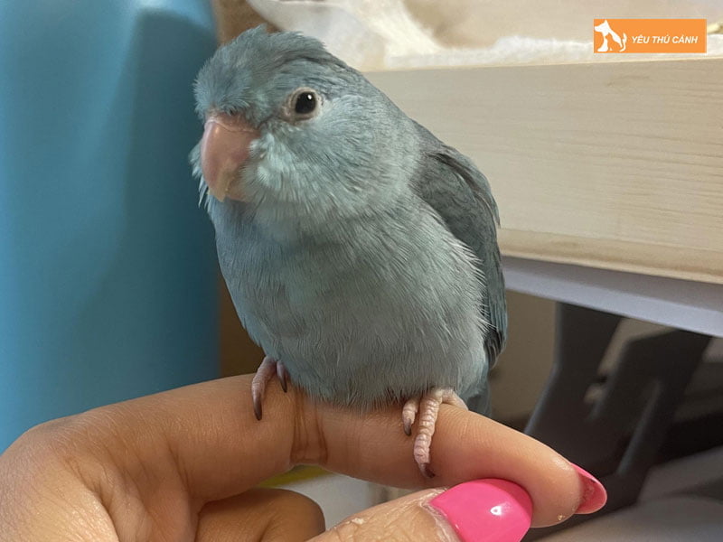 cach-nuoi-vet-parrotlet-thucanh