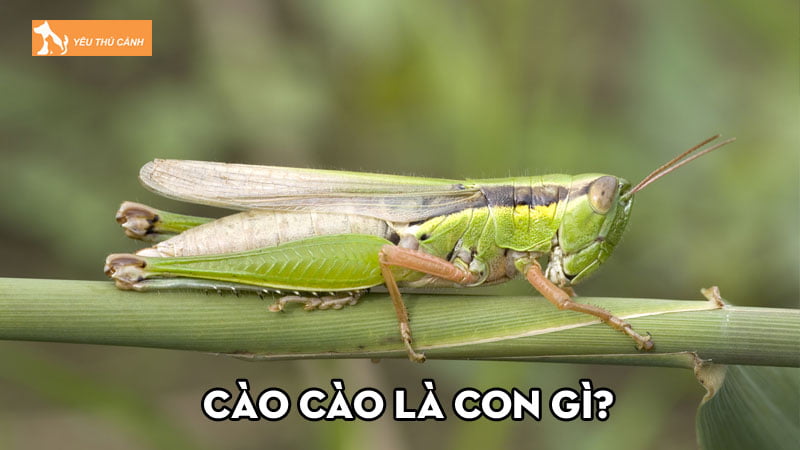 Cào cào là con gì? Tìm hiểu các vòng đời chính của chúng