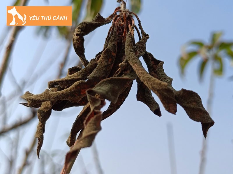 cay-kho-heo-theo-quan-niem-phong-thuy-thucanh