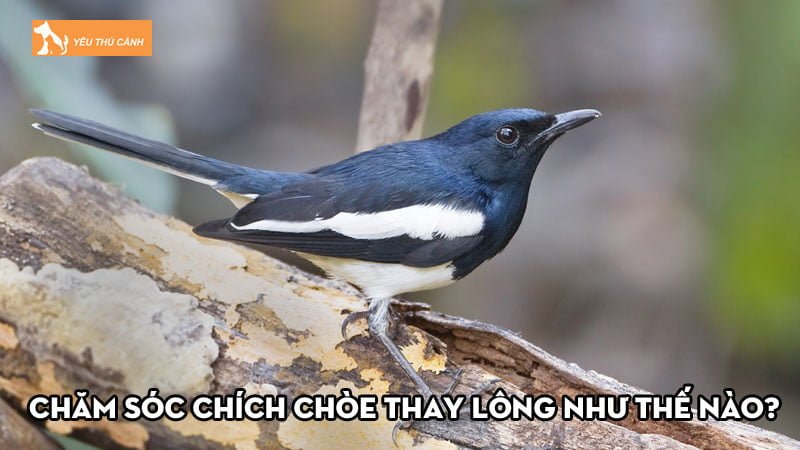 Chăm sóc chích chòe thay lông như thế nào hiệu quả nhất? Chăm sóc chích chòe thay lông như thế nào hiệu quả nhất?