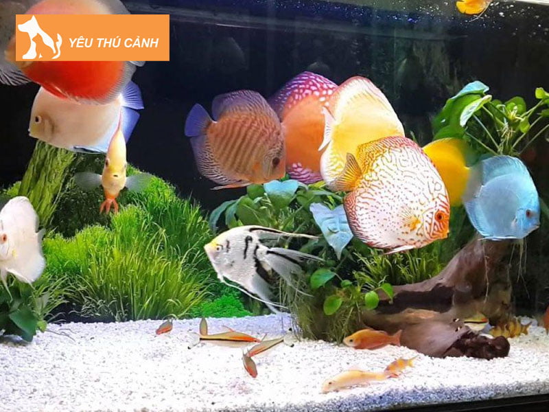 chim-ca-canh-can-tho-thucanh