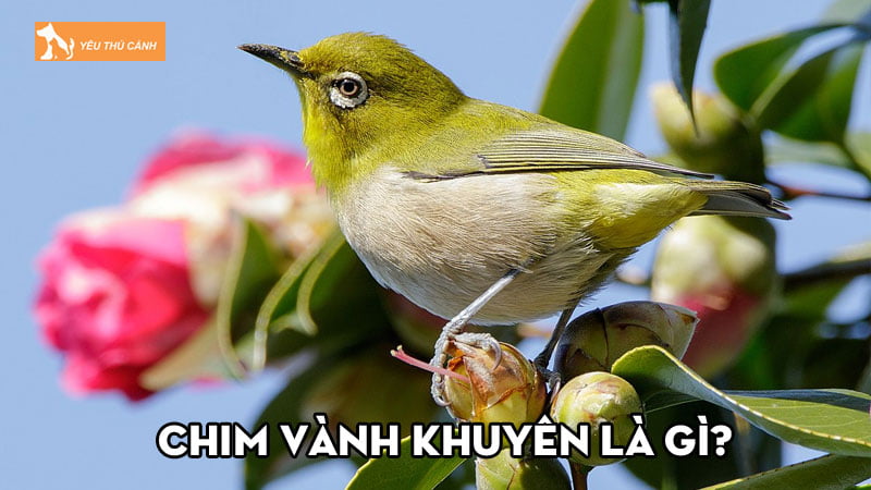 Chim vành khuyên là gì? Đặc điểm và cách chăm sóc phù hợp Chim vành khuyên là gì? Đặc điểm và cách chăm sóc phù hợp