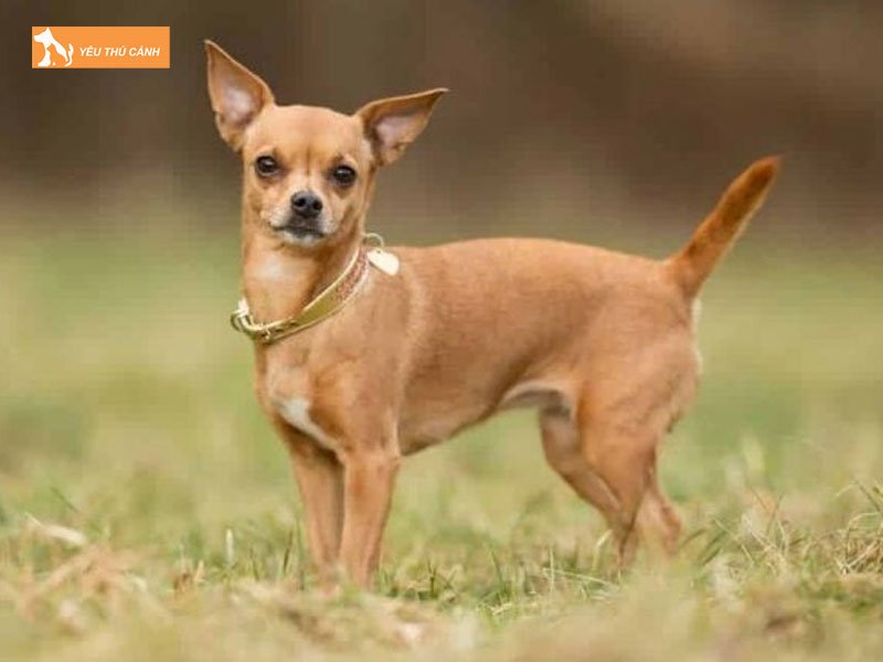 Cho-chihuahua-thucanh