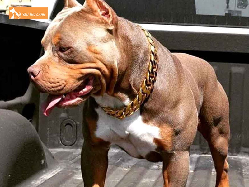 Cho-pitbull-la-gi-thucanh