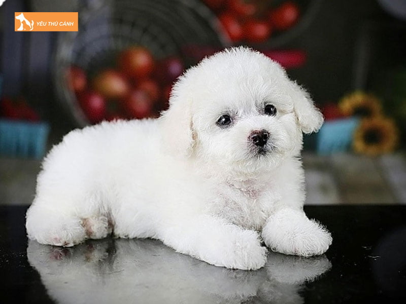 Cho-poodle-thucanh