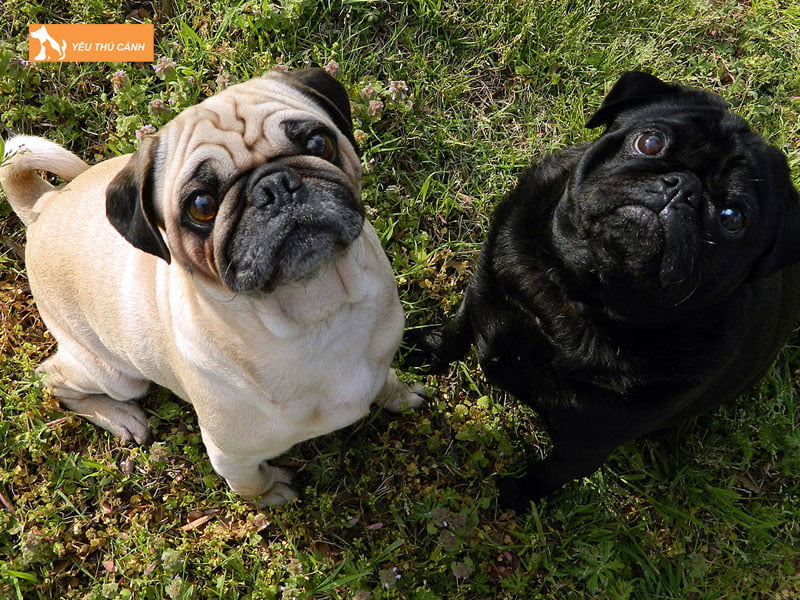 Cho-pug-thucanh