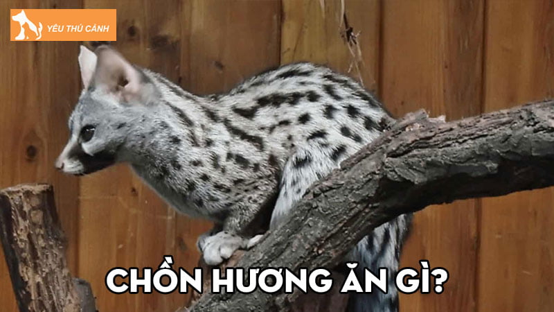 Chồn Hương ăn gì? Cách chăm sóc chồn hiệu quả tại nhà