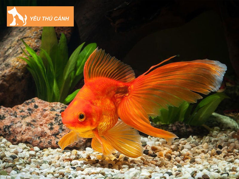 cua-hang-hoang-lam-thucanh